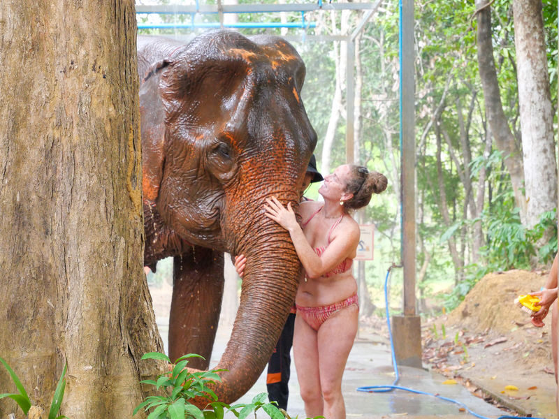 Krabi Elephant Shelter Experience - What happens from pickup to the shelter
