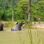 Krabi Roaming Elephant Sanctuary Experience - Meeting the elephants without touching