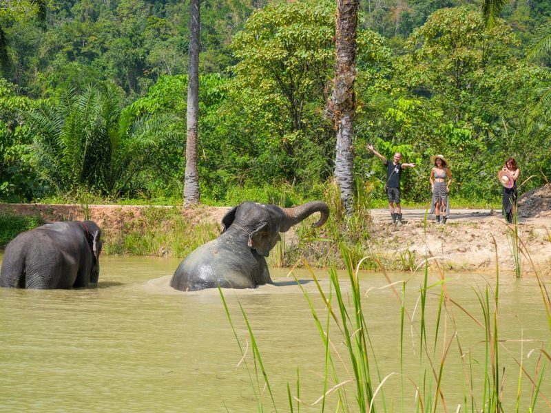 Krabi Roaming Elephant Sanctuary Experience - Meeting the elephants without touching