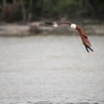 Kuala Lumpur Firefly & Eagle Feeding Night Tour - Fireflies by boat: the reason to go