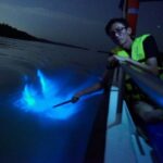 Kuala Selangor Fireflies & Blue Tears Night Tour - A set dinner in a fishing village