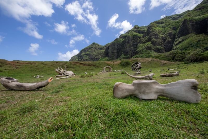 Kualoa Ranch Hollywood Movie Sites Tour - The school bus ride, with the valley all around you