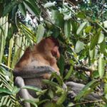 Kuching Bako National Park Full-Day Wildlife Discovery - A full-day outing with an unclear schedule