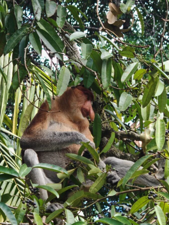 Kuching Bako National Park Full-Day Wildlife Discovery - A full-day outing with an unclear schedule