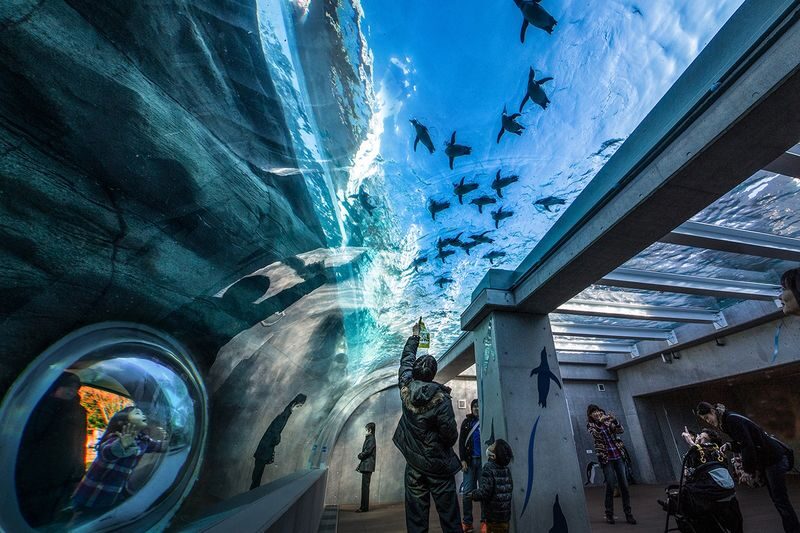 Kujukushima Botanical Garden Mori Kirara Ticket in Kyushu - Start with the penguin viewing floors