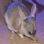 Kuranda Koala Gardens Ticket in Cairns - Start with the koalas, then take your time