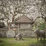 Kuta Blue Lagoon Snorkeling & Tenganan Village Private Tour - Blue Lagoon: calm water, coral, and tropical fish