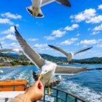 Kyoto Amanohashidate & Miyama Village: Includes boat cruise + cable car + crab lunch (pickup/drop-off in Osaka or Kyoto) - Miyama’s thatched roofs and slower pace