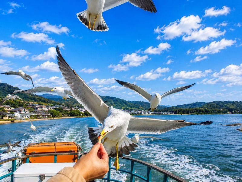 Kyoto Amanohashidate & Miyama Village: Includes boat cruise + cable car + crab lunch (pickup/drop-off in Osaka or Kyoto) - Miyama’s thatched roofs and slower pace
