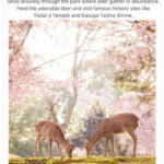 Kyoto and Nara Small Group 1-Day Tour: Nara Park Cute Deer, Kiyomizu-dera Temple, Fushimi Inari Taisha (Optional Hotel Pickup/Private Charter) - Nara Park: deer, temple grounds and a close eye on the clock