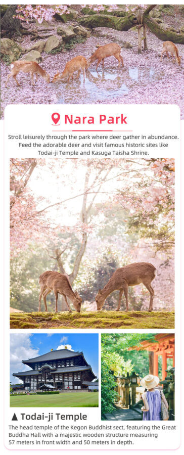 Kyoto and Nara Small Group 1-Day Tour: Nara Park Cute Deer, Kiyomizu-dera Temple, Fushimi Inari Taisha (Optional Hotel Pickup/Private Charter) - Nara Park: deer, temple grounds and a close eye on the clock