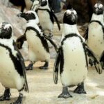 Kyoto Aquarium Admission Ticket - A visit that suits a half-day gap