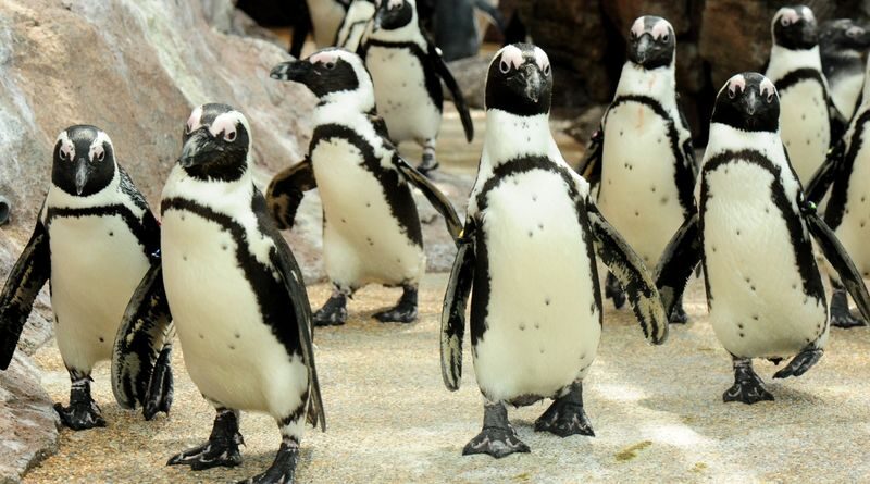 Kyoto Aquarium Admission Ticket - A visit that suits a half-day gap