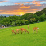 Kyoto Arashiyama & Nara Park Full-Day Tour - Arashiyama: a named stop with details to confirm