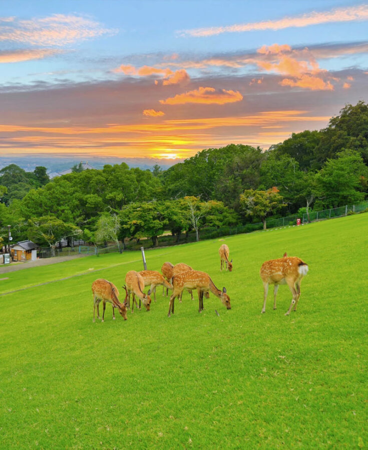 Kyoto Arashiyama & Nara Park Full-Day Tour - Arashiyama: a named stop with details to confirm