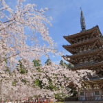 Kyoto Cherry Blossom Day Tour: Fushimi Jikkokubune Boat Walk / Sewari Dike Cherry Blossom Tunnel / Daigo-ji Temple (Departure from Osaka/Kyoto) - Fushimi’s Canal and Sake District