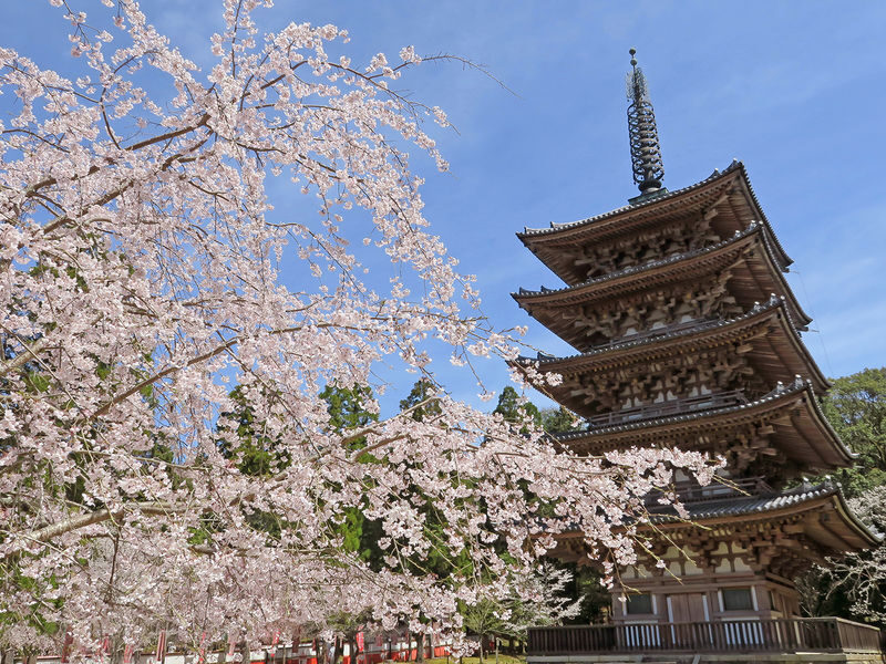 Kyoto Cherry Blossom Day Tour: Fushimi Jikkokubune Boat Walk / Sewari Dike Cherry Blossom Tunnel / Daigo-ji Temple (Departure from Osaka/Kyoto) - Fushimi’s Canal and Sake District