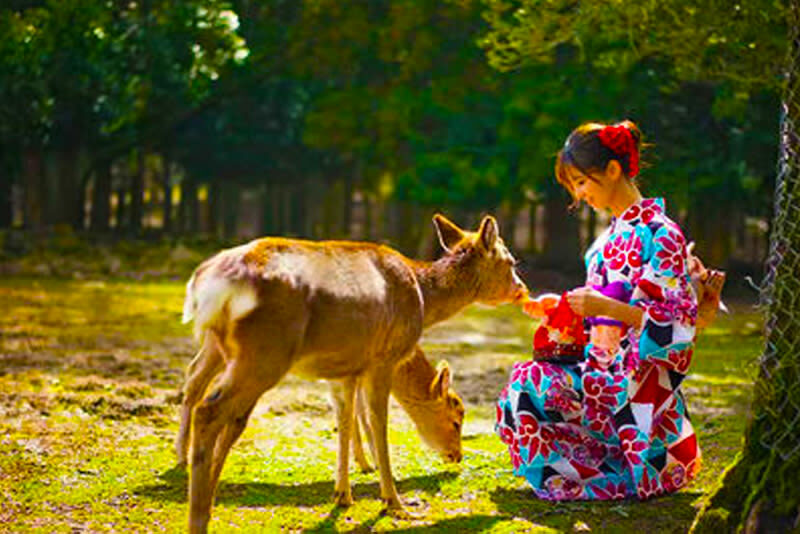 Kyoto, Nara, and Arashiyama Small Group Day Tour (Optional Hotel Pick-up and Private Charter) - Nara Park: deer, space, and a little patience