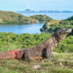 Labuan Bajo Komodo & Islands Private Full-Day Boat Tour - Kelor: beach time, then a hill climb