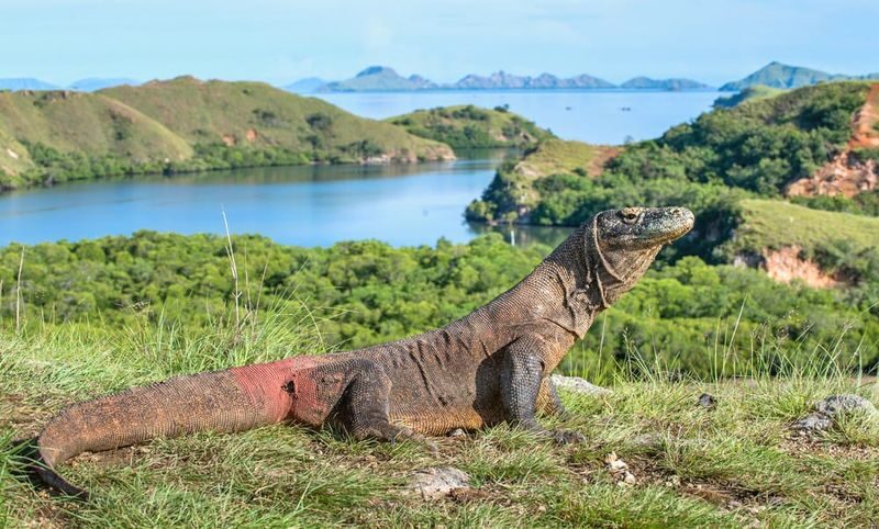 Labuan Bajo Komodo & Islands Private Full-Day Boat Tour - Kelor: beach time, then a hill climb