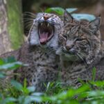 Lagos Zoo ticket - What the 48 enclosures mean for your visit