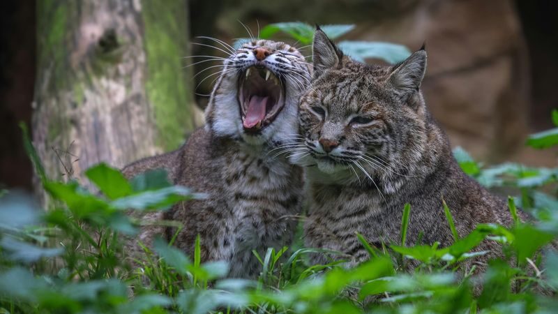 Lagos Zoo ticket - What the 48 enclosures mean for your visit