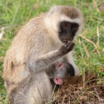 Lake Nakuru Safari and Lake Naivasha Boat Ride from Nairobi - Three hours among Nakuru’s wildlife