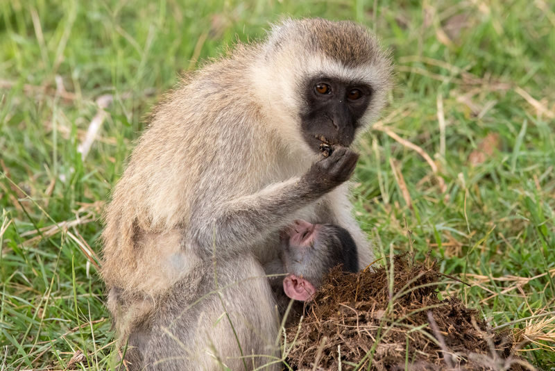 Lake Nakuru Safari and Lake Naivasha Boat Ride from Nairobi - Three hours among Nakuru’s wildlife
