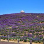 Lake Toya & Noboribetsu Hell Valley Full-Day Tour - Jozankei and Futami Park: a change of pace