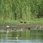 Langkawi Bird Watching Tour with Hotel Transfer - From hotel pickup to forest and mountain stops