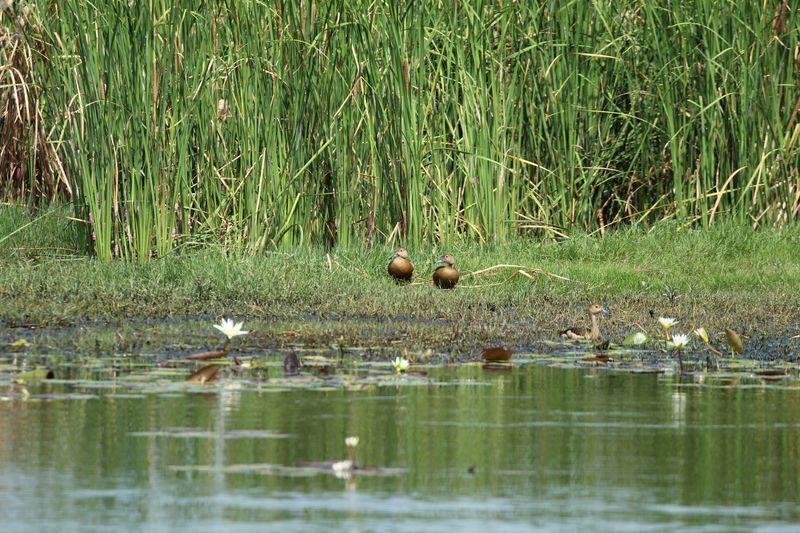 Langkawi Bird Watching Tour with Hotel Transfer - From hotel pickup to forest and mountain stops