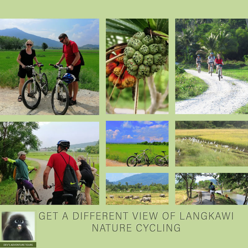 Langkawi Countryside Half-Day Cycling Adventure - What the Market and Traditional House Add