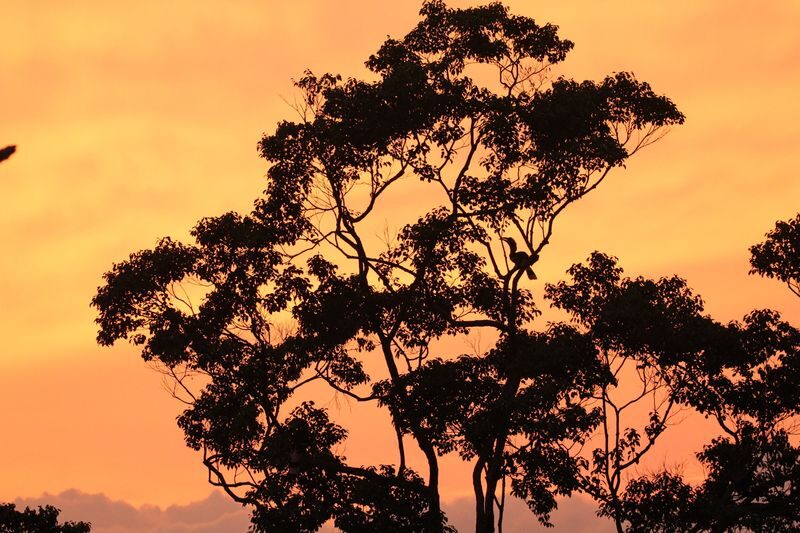 Langkawi Mountain Rainforest Sunset Wildlife Tour - What you might see in the rainforest