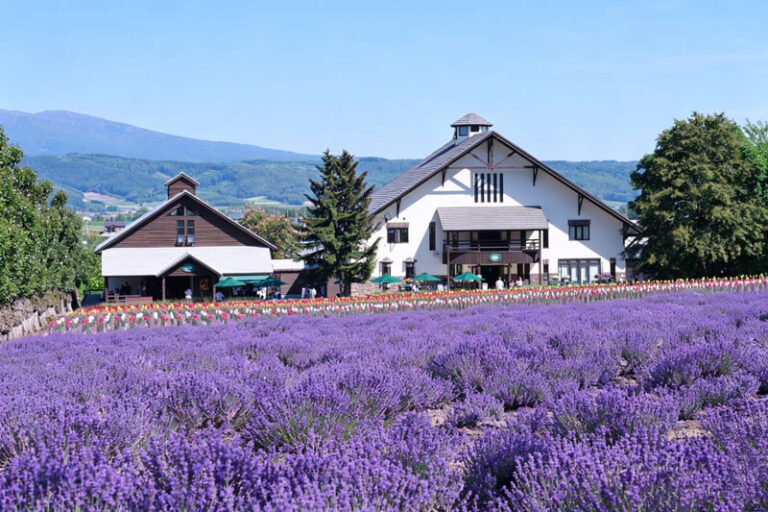 Late Departure | Forest Elf Terrace Lighting & Biei Blue & Shikisai no Oka Day Trip (Departing from Sapporo) - The drive through Furano and Roller Coaster Road