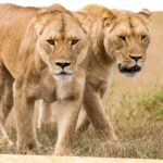 Lions 360 Experience & A Day at Monarto Safari Park - What the keeper adds to the encounter