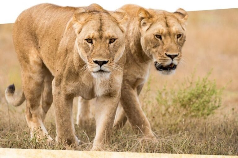 Lions 360 Experience & A Day at Monarto Safari Park - What the keeper adds to the encounter