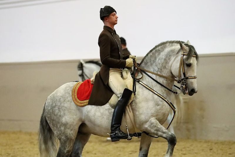 Lipizzaner performance ticket at the Spanish Riding School in Vienna - What the 70-minute show offers