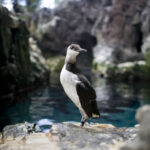 Lisbon Oceanarium ticket - Follow the route through four ocean habitats