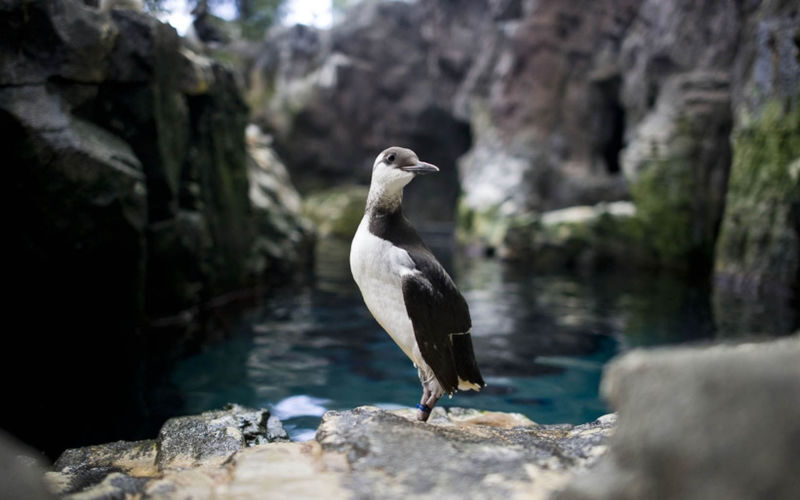 Lisbon Oceanarium ticket - Follow the route through four ocean habitats