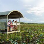Litchfield National Park Tours - Fogg Dam brings a different kind of wildlife stop