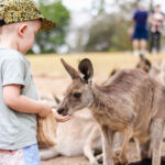 Lone Pine Koala Sanctuary Entry Ticket - The koalas: plentiful, but often asleep
