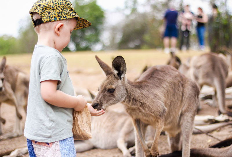 Lone Pine Koala Sanctuary Entry Ticket - The koalas: plentiful, but often asleep