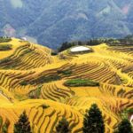 Longji Terraces & Huangluo Yao Village Full-Day Tour - What a guide can add at Longji