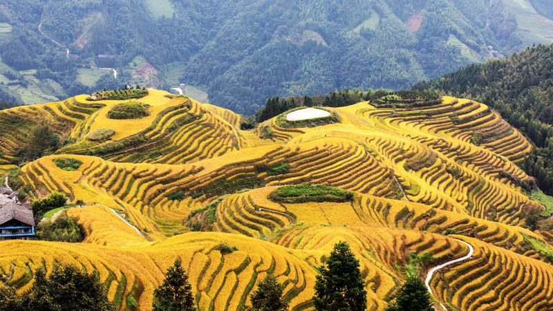Longji Terraces & Huangluo Yao Village Full-Day Tour - What a guide can add at Longji