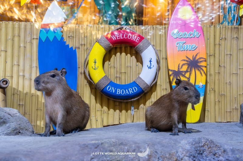 Lotte World Aquarium Hanoi Ticket - Save time for the giant tank