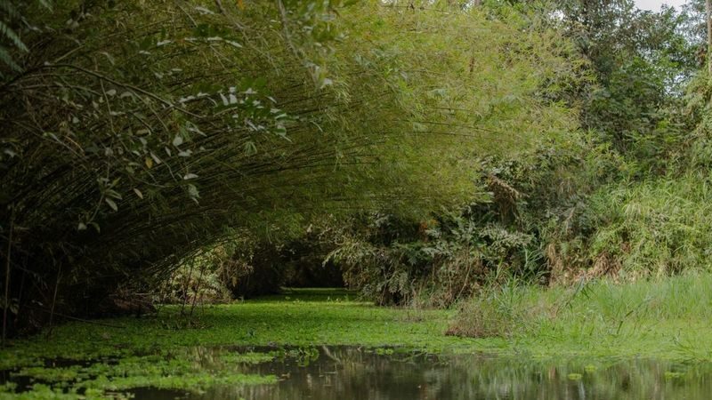 Lung Ngoc Hoang Nature Reserve Half-Day Tour From Can Tho - Rice fields and the quieter side of the Delta