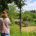 Maerim Elephant Sanctuary Experience in Chiang Mai - What the one-hour visit includes