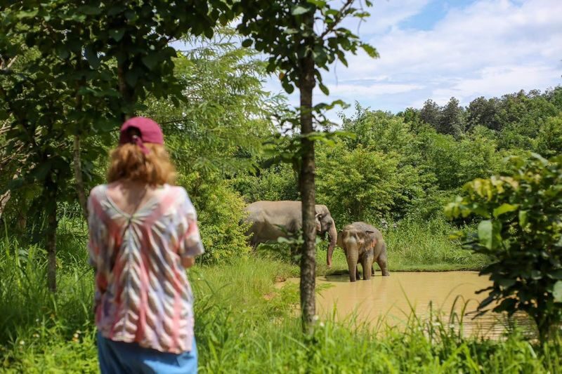 Maerim Elephant Sanctuary Experience in Chiang Mai - What the one-hour visit includes