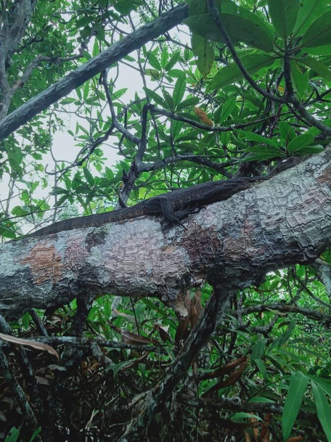 Mangrove or Fireflies Tour in Bintan - Fireflies after dark