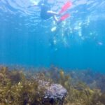 Manly Snorkel Tour with Guided Walking Tour - What the guide adds